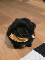 Kleine puppy, Dieren en Toebehoren, Honden | Niet-rashonden, 8 tot 15 weken, Teef, Eén hond, Nederland