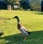 5 mannelijke Indische loopeenden, Dieren en Toebehoren, Mannelijk, Eend