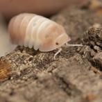 Cubaris sp Pink Panda King isopods / pissebedden, Overige soorten
