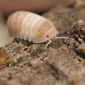 Cubaris sp Pink Panda King isopods / pissebedden beschikbaar voor biedingen