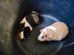 2 prachtige vrouwtjes cavia's, Dieren en Toebehoren, Knaagdieren, Maart, Vrouwelijk, Cavia