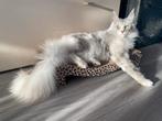 Maine coon poes met stamboom herplaatser, Dieren en Toebehoren, Poes