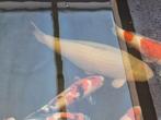 20x  HQ PRACHTIGE JAPANSE KOI Zie foto's Echte mooie KOI.., Dieren en Toebehoren, Vissen | Vijvervissen, Karper of Koi