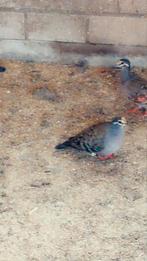 Bronsvleugel duifjes, Dieren en Toebehoren, Vogels | Duiven, Meerdere dieren