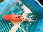 Showa  Maat 50/55 cm, Karper of Koi