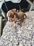 American bully Micro/pocket pups, Dieren en Toebehoren, Honden | Bulldogs, Pinschers en Molossers, België, Fokker | Hobbymatig