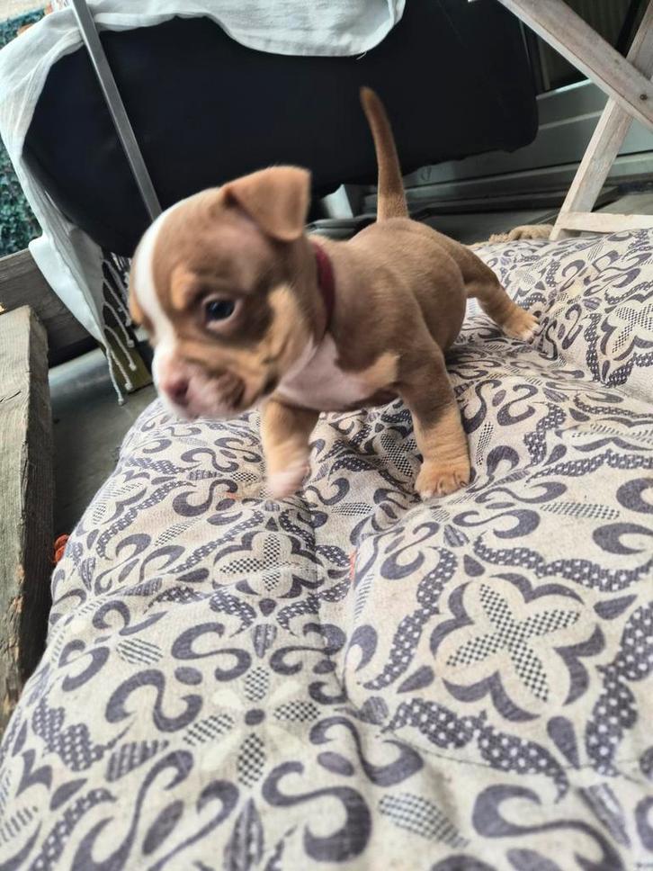 American bully Micro/pocket pups, Dieren en Toebehoren, Honden | Bulldogs, Pinschers en Molossers, Reu, Overige rassen, Fokker | Hobbymatig