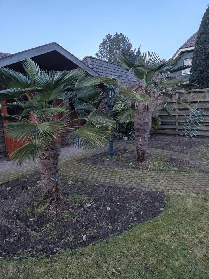 Winterharde Palmboom - Prachtige Tuinplant palmbomen, Tuin en Terras, Planten | Bomen, Palmboom, 100 tot 250 cm, Volle zon, Bloeit niet