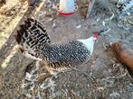 Friese leg kippen te koop., Dieren en Toebehoren, Pluimvee, Meerdere dieren, Kip