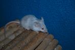Mooie kleurmuis satijn langhaar, Mannelijk, Muis, Na 1 juli 2024, Tam
