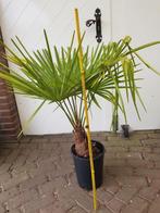 Washingtonia Tragycarpus Palm, Volle zon, Vaste plant, Bloeit niet, Ophalen