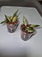 Hoya lacunosa inner variegated, Huis en Inrichting, Ophalen of Verzenden, Halfschaduw, Minder dan 100 cm