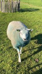 Dekram, Dieren en Toebehoren, Schapen, Geiten en Varkens, Mannelijk, Schaap