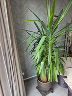 Yucca, Ophalen, Halfschaduw, 150 tot 200 cm