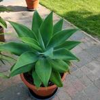 Agave atenuata, Volle zon, Vaste plant, Bloeit niet, Ophalen
