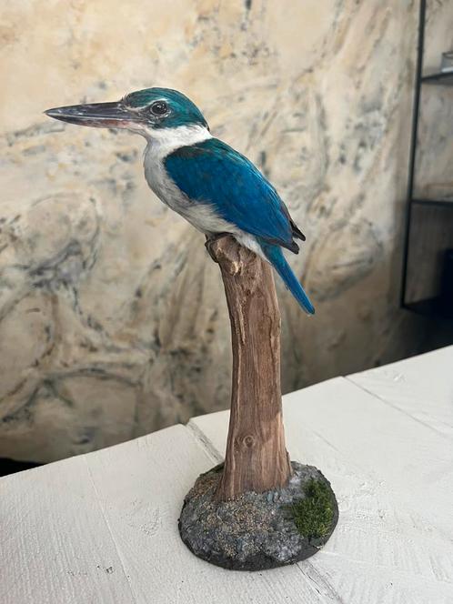 Prachtig Nieuw Opgezette Witkraag Ijsvogel Taxidermie Vogel, Verzamelen, Dierenverzamelingen, Nieuw, Opgezet dier, Vogel, Ophalen of Verzenden