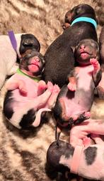 American Hairless Terriër, Overige rassen, 8 tot 15 weken, Meerdere, Meerdere dieren