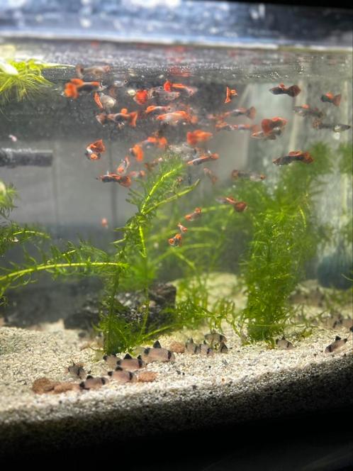 Corydora Panda, Dieren en Toebehoren, Vissen | Aquariumvissen, Vis