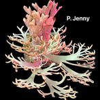 Platycerium, hertshoornvaren. Dwerg-cultivars, first import, Ophalen of Verzenden, Halfschaduw, Minder dan 100 cm