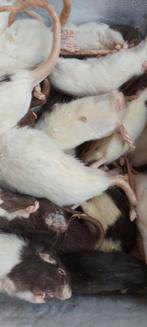 Diepvries muizen en ratten, Slang, 0 tot 2 jaar
