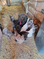 GRATIS, opvangplek voor uw pluinvee, hanen en kippen, Dieren en Toebehoren, Pluimvee, Meerdere dieren, Kip