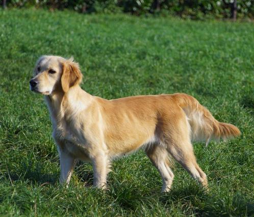 Golden Retriever x Friese Stabij x Labrador Teef, Dieren en Toebehoren, Honden | Setters en Staande honden, Teef, Fokker | Hobbymatig