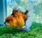 1 x HQ Oranda Rosetail Black & Gold Female 15 CM, Goudvis(sen)