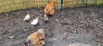 Zijdehoenders kriel koppel, Dieren en Toebehoren, Meerdere dieren, Kip