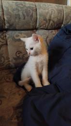 Te koop mooie kittens mogen al verhuizen, Meerdere dieren