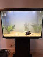 Aquarium 100L- Superfish Start 100 Tropical Kit, Dieren en Toebehoren, Vissen | Aquaria en Toebehoren, Ophalen, Zo goed als nieuw