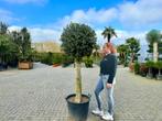 Olijfboom - Olijfbomen bol kroon met 35/40 cm stamomtrek!!, Tuin en Terras, Planten | Bomen, Ophalen of Verzenden, 100 tot 250 cm