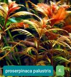 Aquariumplanten, Dieren en Toebehoren, Vissen | Aquariumvissen, Overige typen