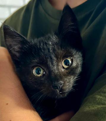 Zwarte kitten op zoek naar een nieuw thuis beschikbaar voor biedingen
