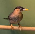 Pagode spreeuw POP, Dieren en Toebehoren, Vrouwelijk, Geringd