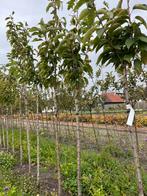 Prunus ser. ‘Kanzan’, Tuin en Terras, Ophalen, Lente, Halfschaduw, Overige soorten