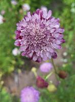 Scabiosa atropurpurea zaden, Tuin en Terras, Ophalen of Verzenden, Volle zon
