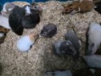 Syrische Hamster, Dieren en Toebehoren, Knaagdieren, Oktober, Vrouwelijk, Tam