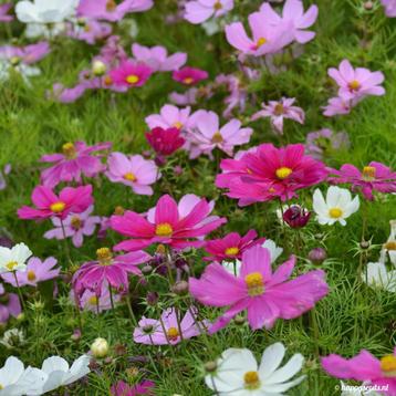 Tuinplanten van hobbykweker te koop beschikbaar voor biedingen