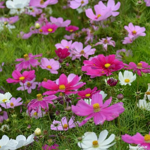 Tuinplanten van hobbykweker te koop, Tuin en Terras, Bloembollen en Zaden, Zaad, Voorjaar, Volle zon, Ophalen