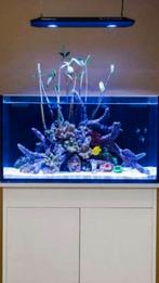 Rode Mangrove Zaden, Dieren en Toebehoren, Vissen | Aquaria en Toebehoren, Verzenden, Zo goed als nieuw, Plant(en), Steen of Hout