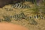 L-Nummers: L134 Peckoltia compta, Vis, Zoetwatervis