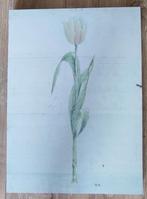 Schilderij Tulp, Huis en Inrichting, Woonaccessoires | Schilderijen, Tekeningen en Foto's, Ophalen, Minder dan 50 cm, 50 tot 75 cm
