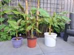 Musa Basjoo bananenplant, buiten banaan, Tuin en Terras, Planten | Tuinplanten, Volle zon, Vaste plant, Zomer, Ophalen