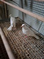 Koppel witte tortelduiven, Dieren en Toebehoren, Vogels | Duiven, Meerdere dieren, Overige soorten