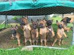 Pups mechelse herders, Dieren en Toebehoren, Honden | Herdershonden en Veedrijvers, Reu, Meerdere, Herder, Nederland