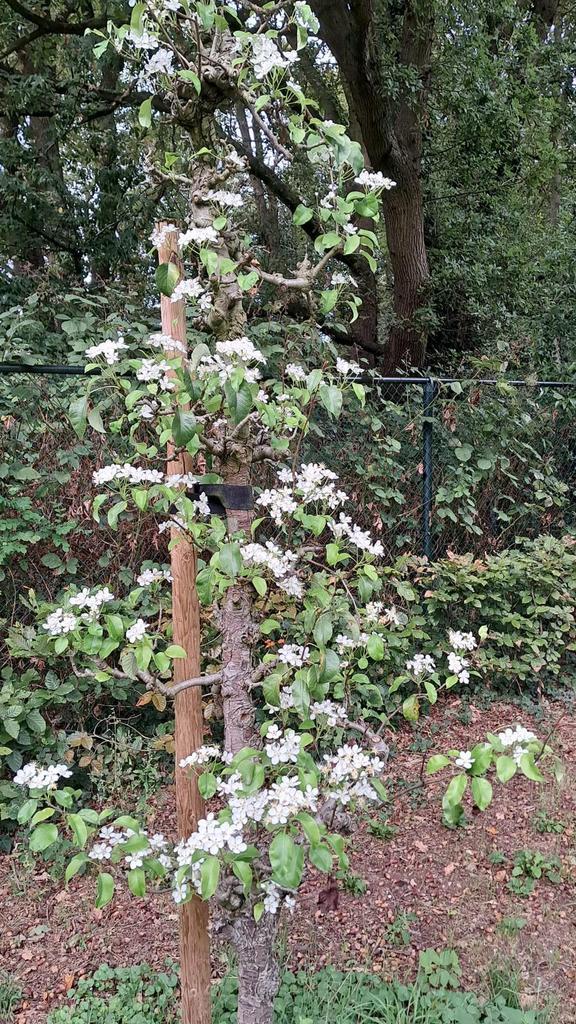 Oude fruitbomen Perenboom en Appelboom., Tuin en Terras, Planten | Fruitbomen, Appelboom, 250 tot 400 cm, Lente, Ophalen