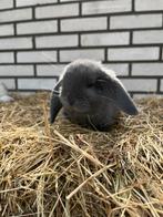 Super lieve Nederlandse hangoordwerg konijntje, Mannelijk, Dwerg, 0 tot 2 jaar, Hangoor