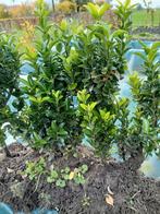 Buxus vervanger, Ilex Crenata., Tuin en Terras, Planten | Struiken en Hagen, Ophalen of Verzenden, Buxus, Haag, Minder dan 100 cm