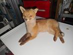 Taxidermie opgezette vos, Ophalen, Gebruikt, Wild dier, Opgezet dier