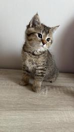 Britse korthaar kitten, Dieren en Toebehoren, Katten en Kittens | Raskatten | Korthaar